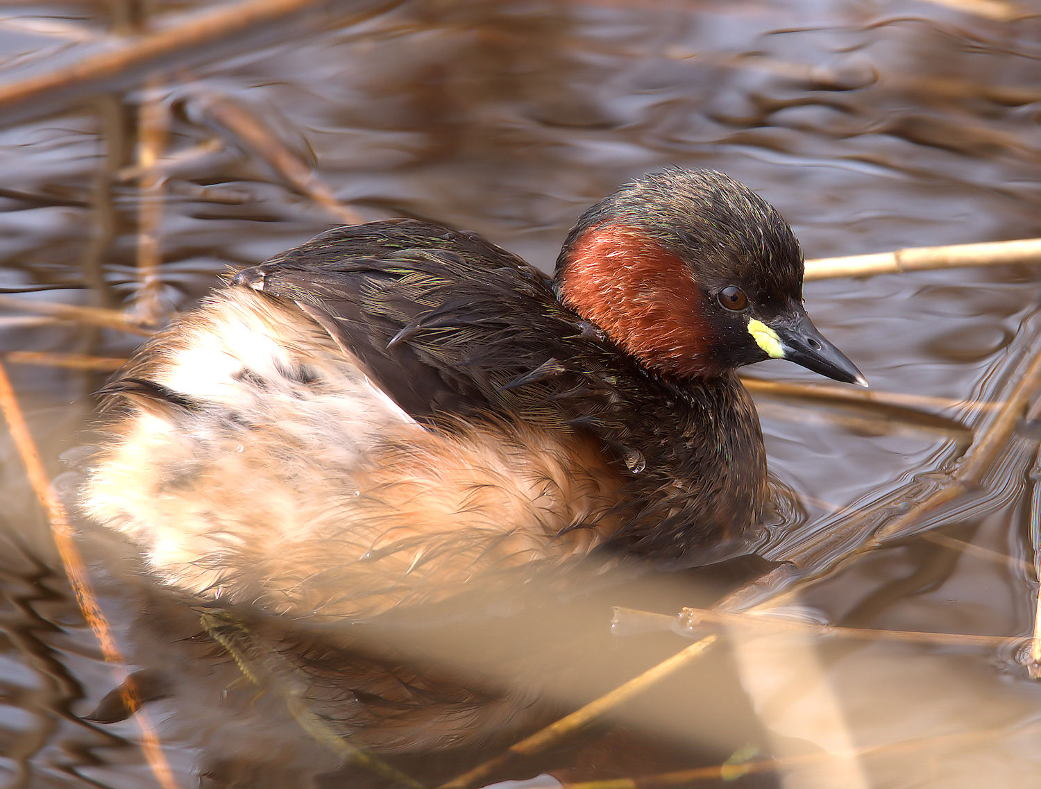 Little Grebe
