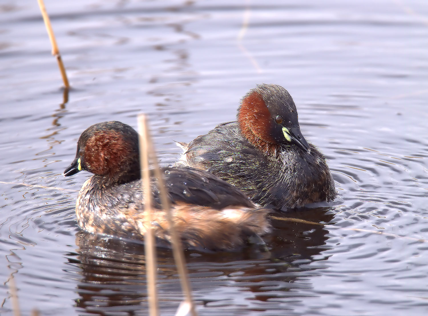 Little Grebe
