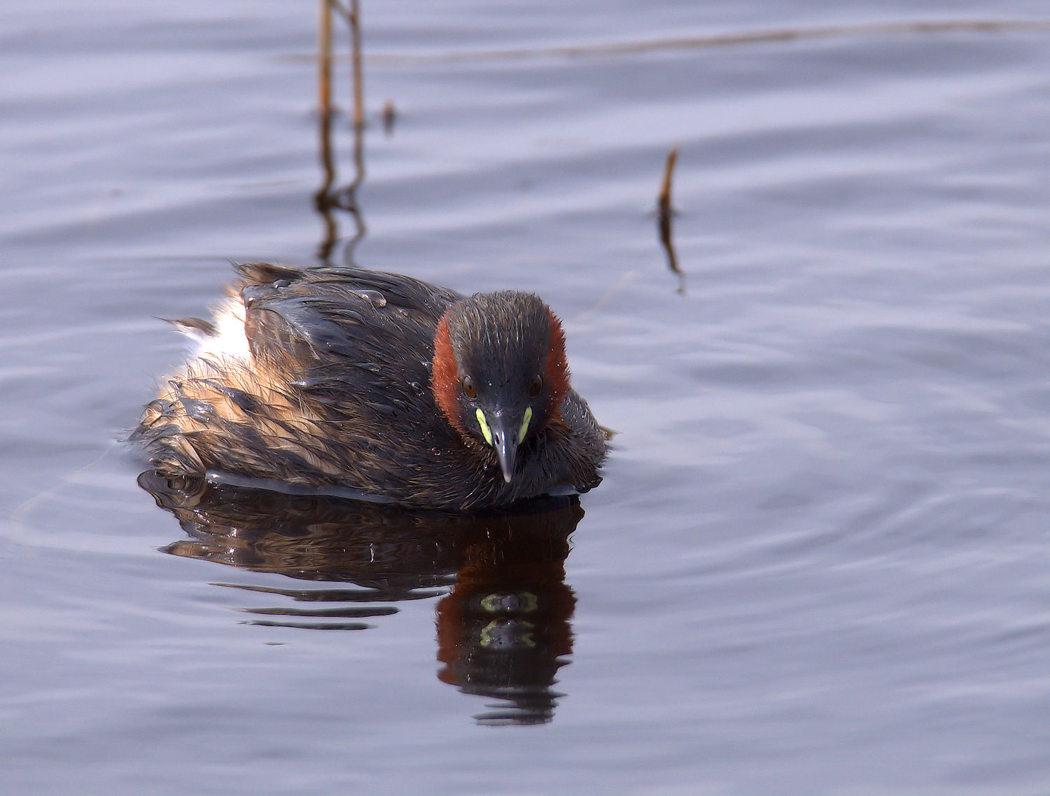 Little Grebe