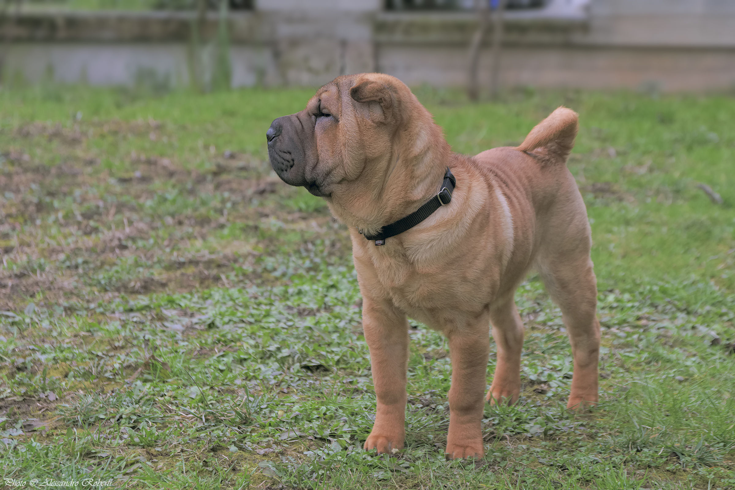 "La nuova padrona di casa"