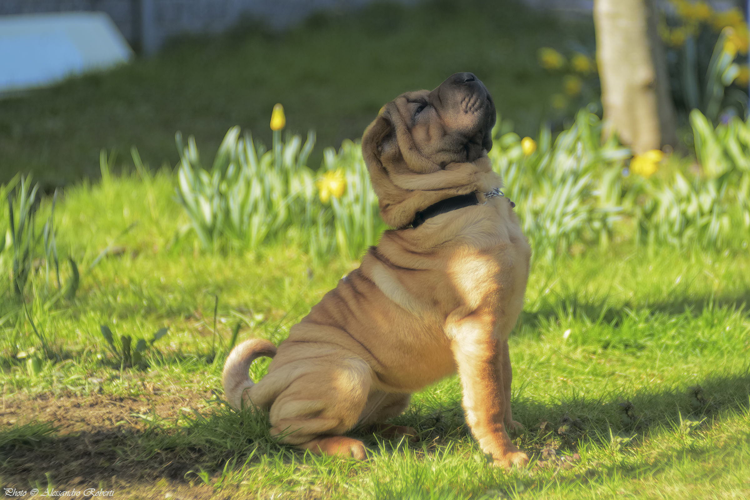 "La nuova padrona di casa"