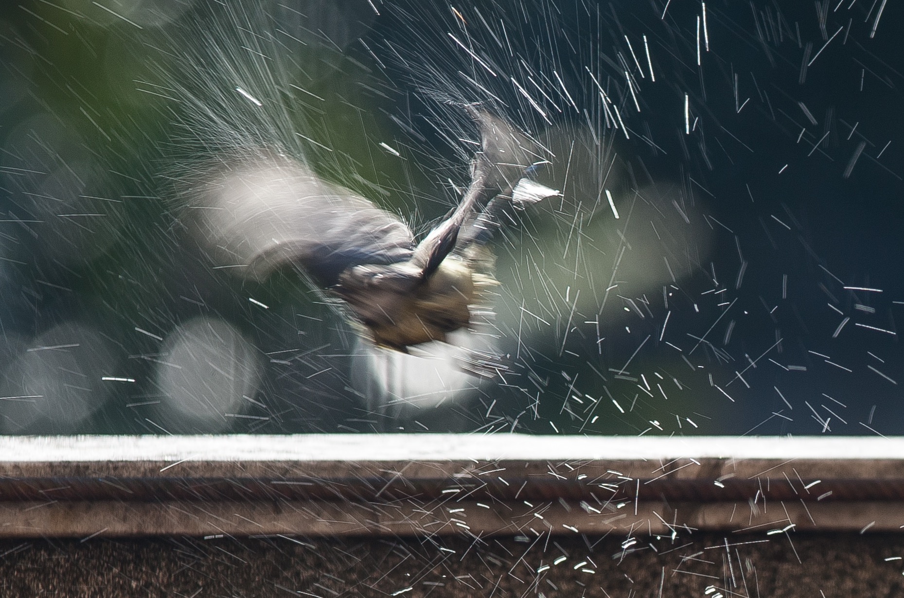 Involo di cinciarella ( parus cearulea )dopo il bagno