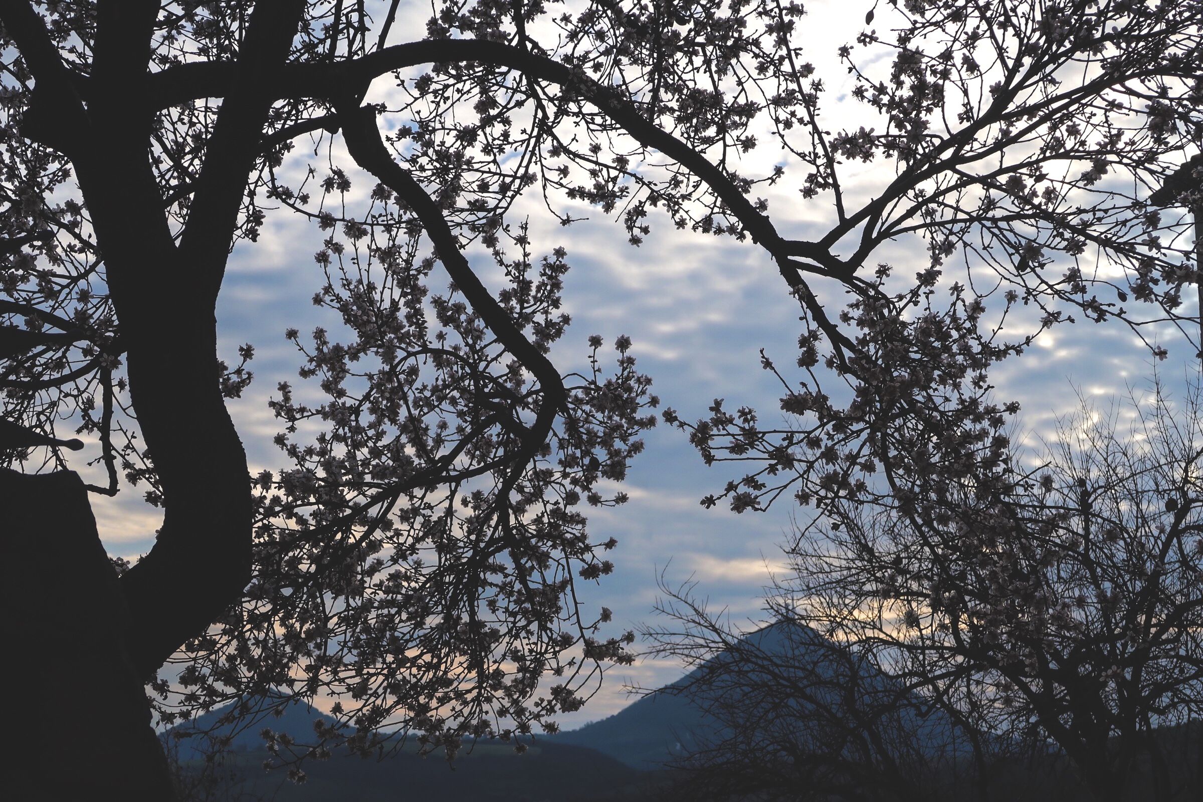 Fiori di Rosa, fiori di pesco.