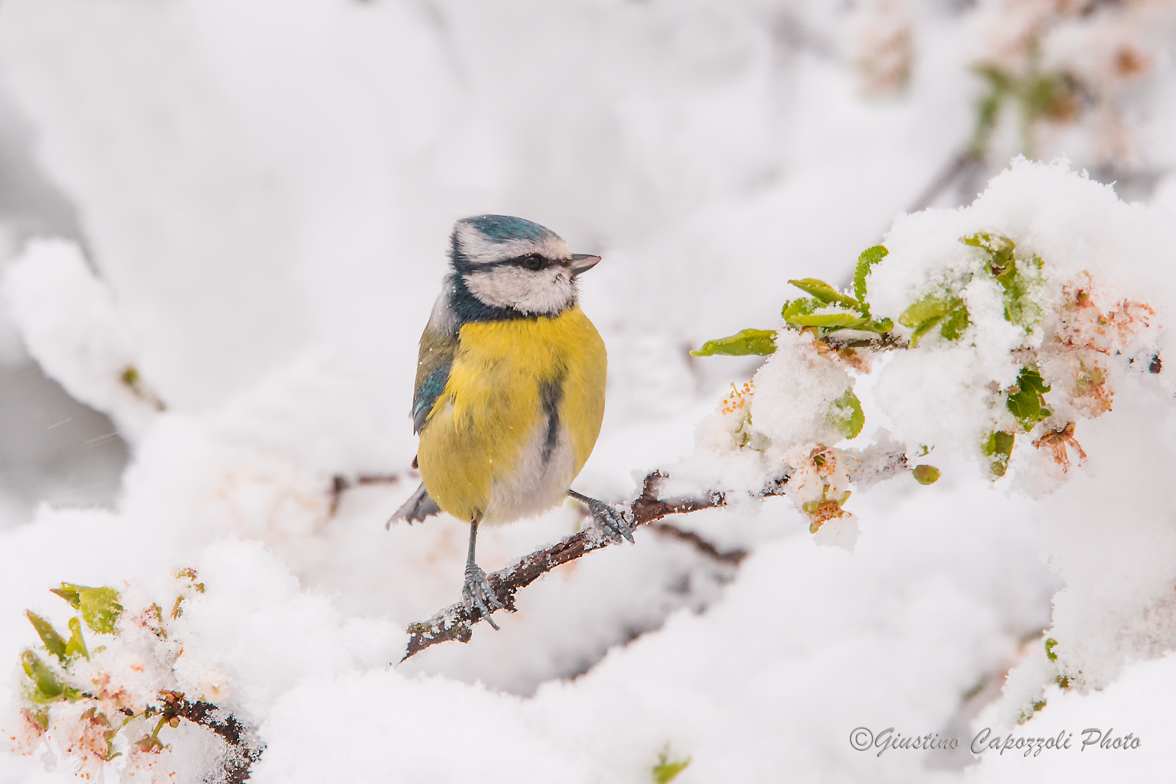 the dilemma of the blue tit. it's spring?