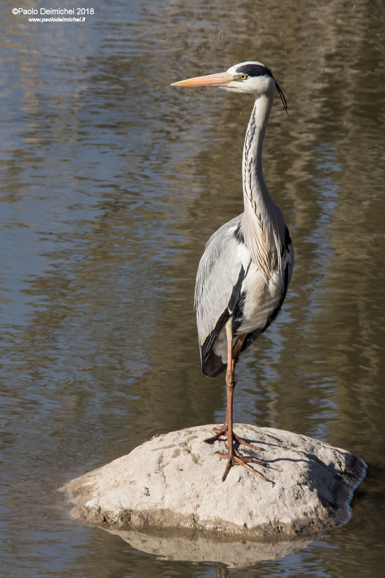 Airone cenerino: in posa ed in abito nuziale!