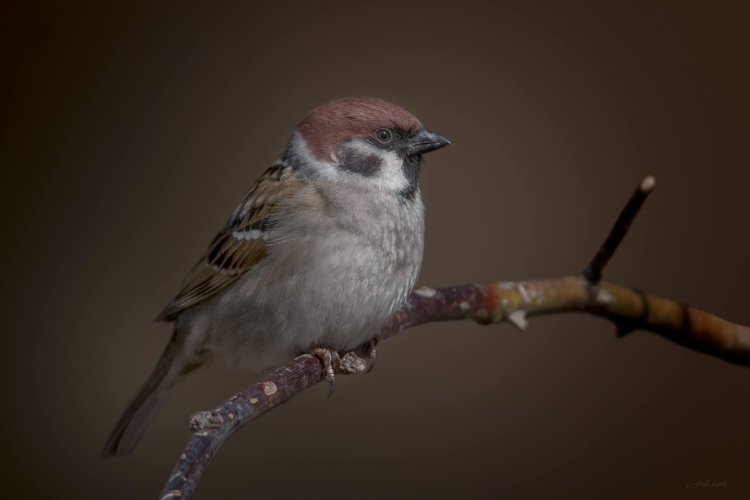sparrow morning