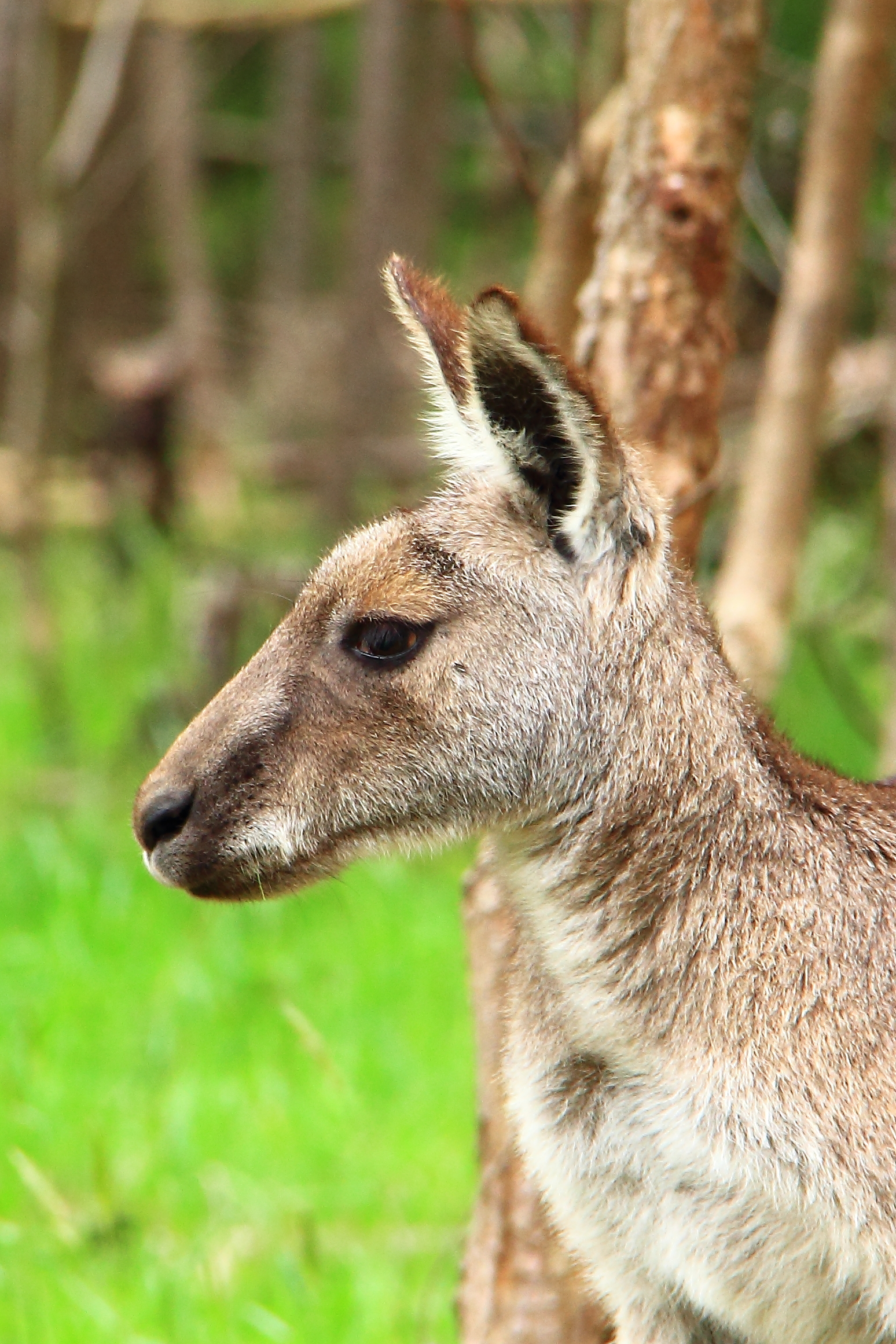 Eastern Grey Kangaroo
