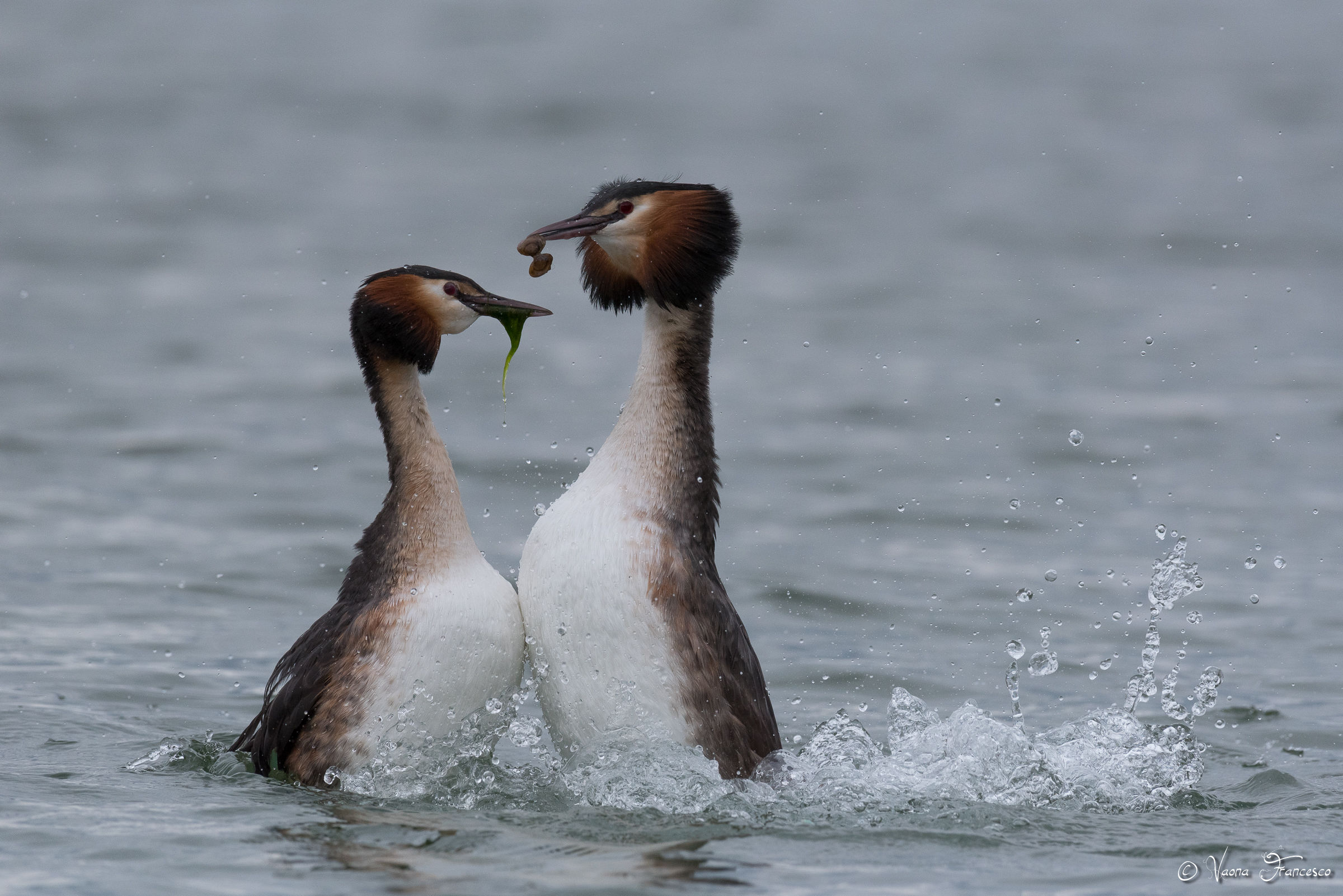 Altro che la solita alga!