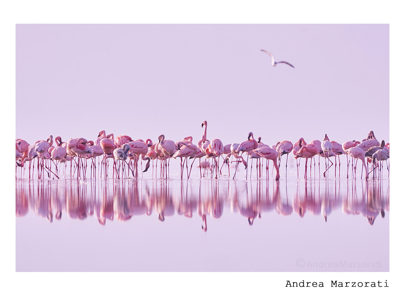 Lesser flamingos at dawn