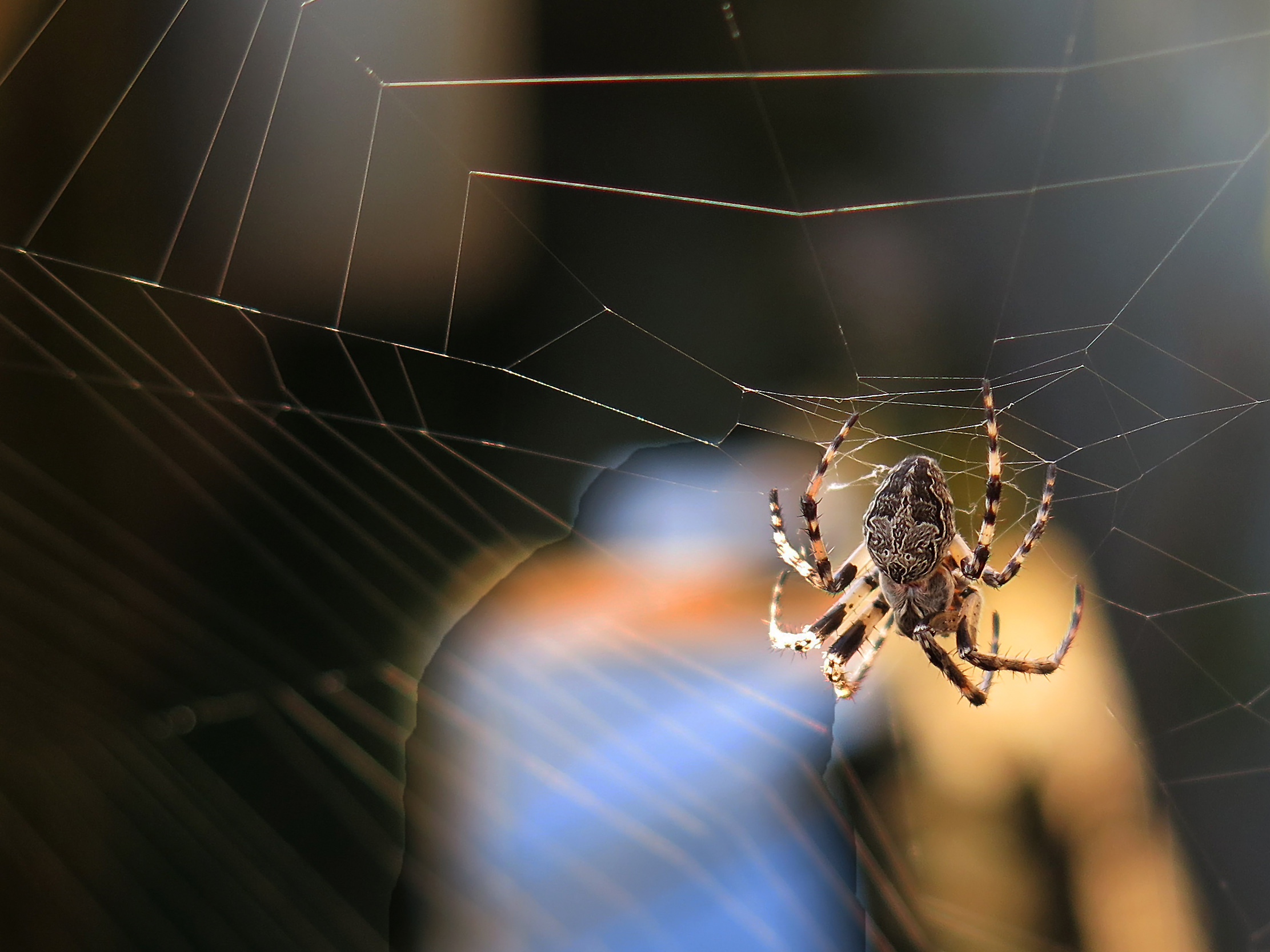 Ragnatela ed il suo padrone