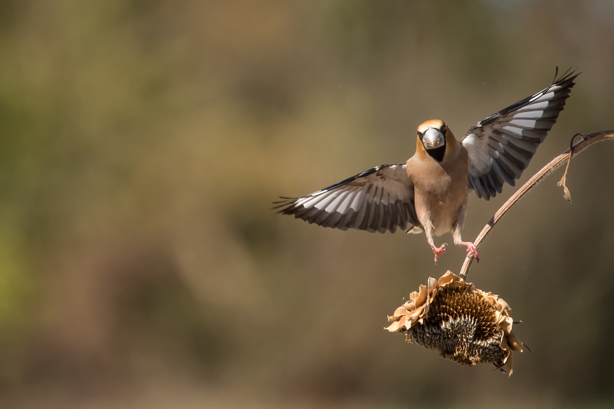 Frosone Maschio in atterraggio
