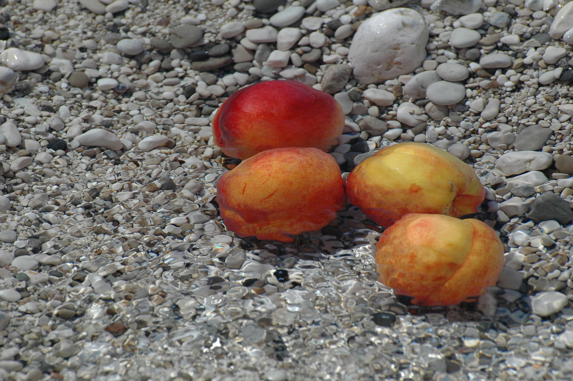 Fresh peaches inside the spring ....