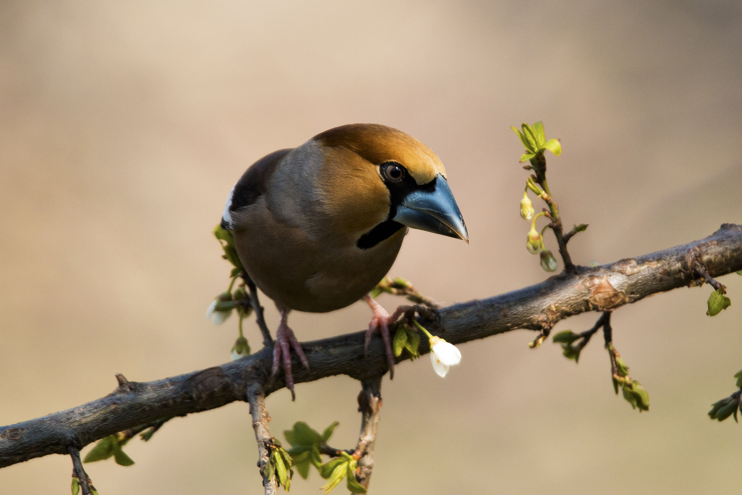 Hawfinch in spring colors