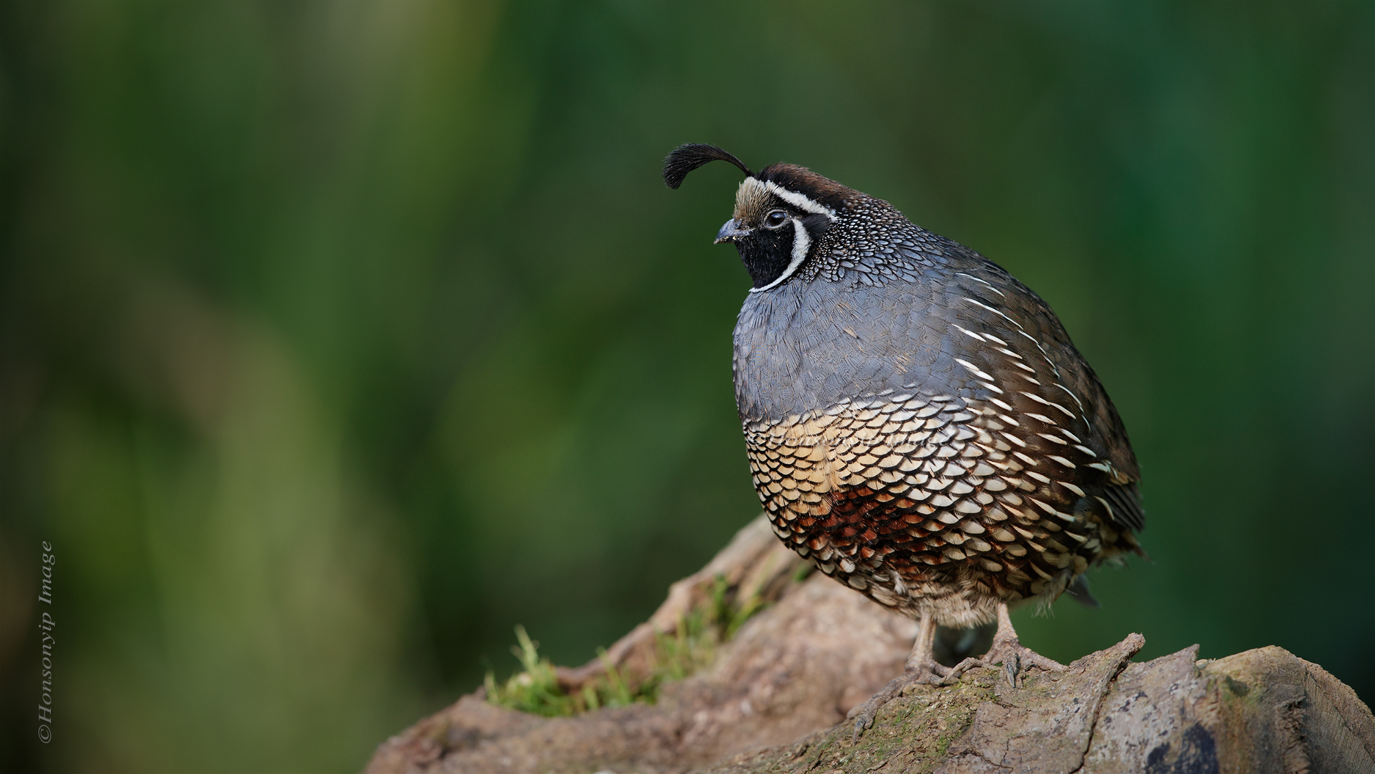 Callipepla californica_1
