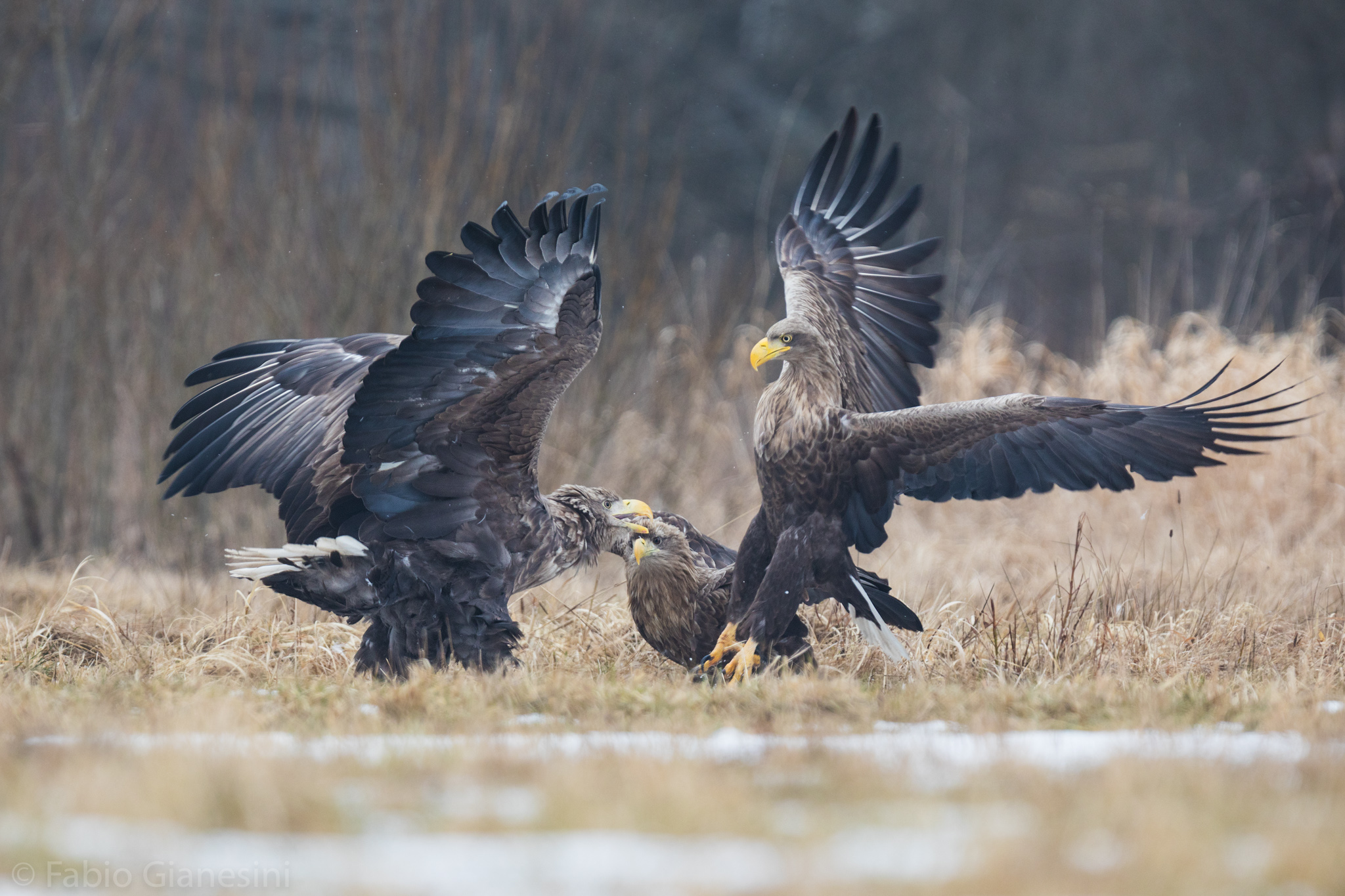Combat between eagles