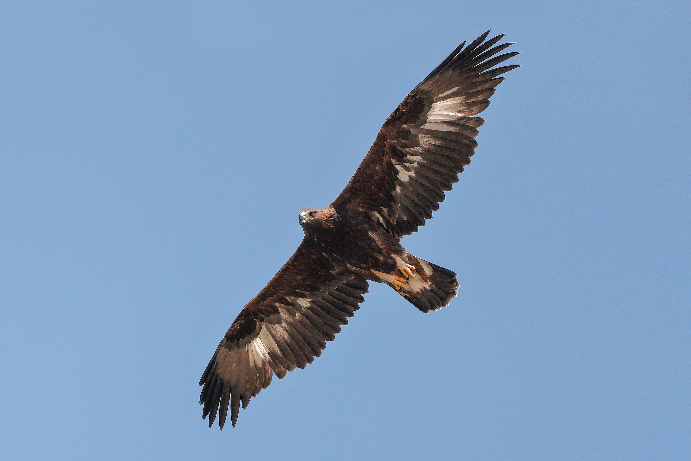 Sicilia Occidentale Settembre 2017-Aquila Reale