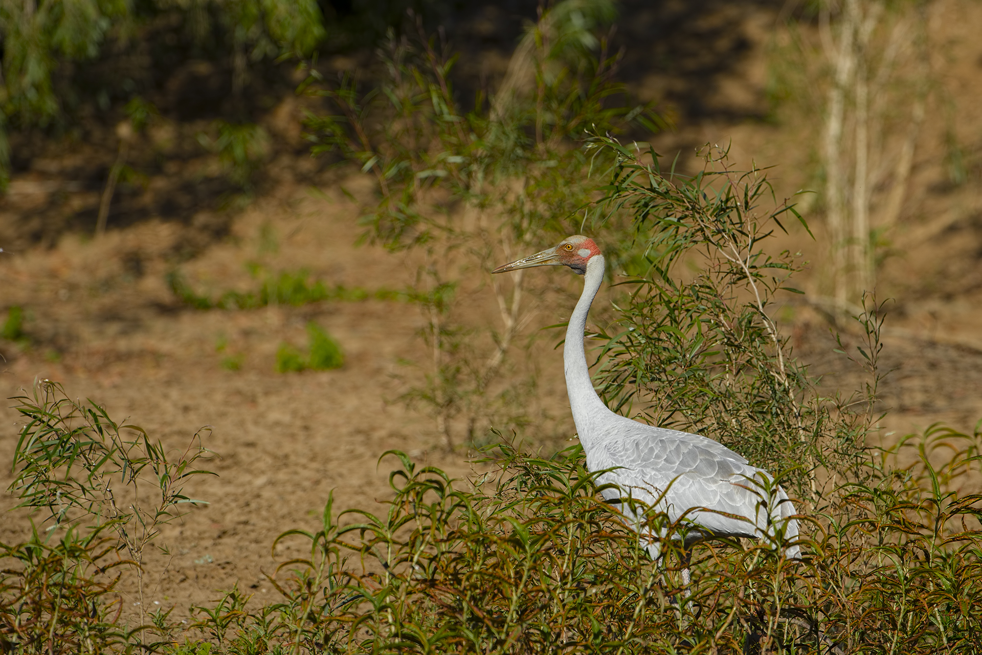 Grus rubicunda (Brolga)