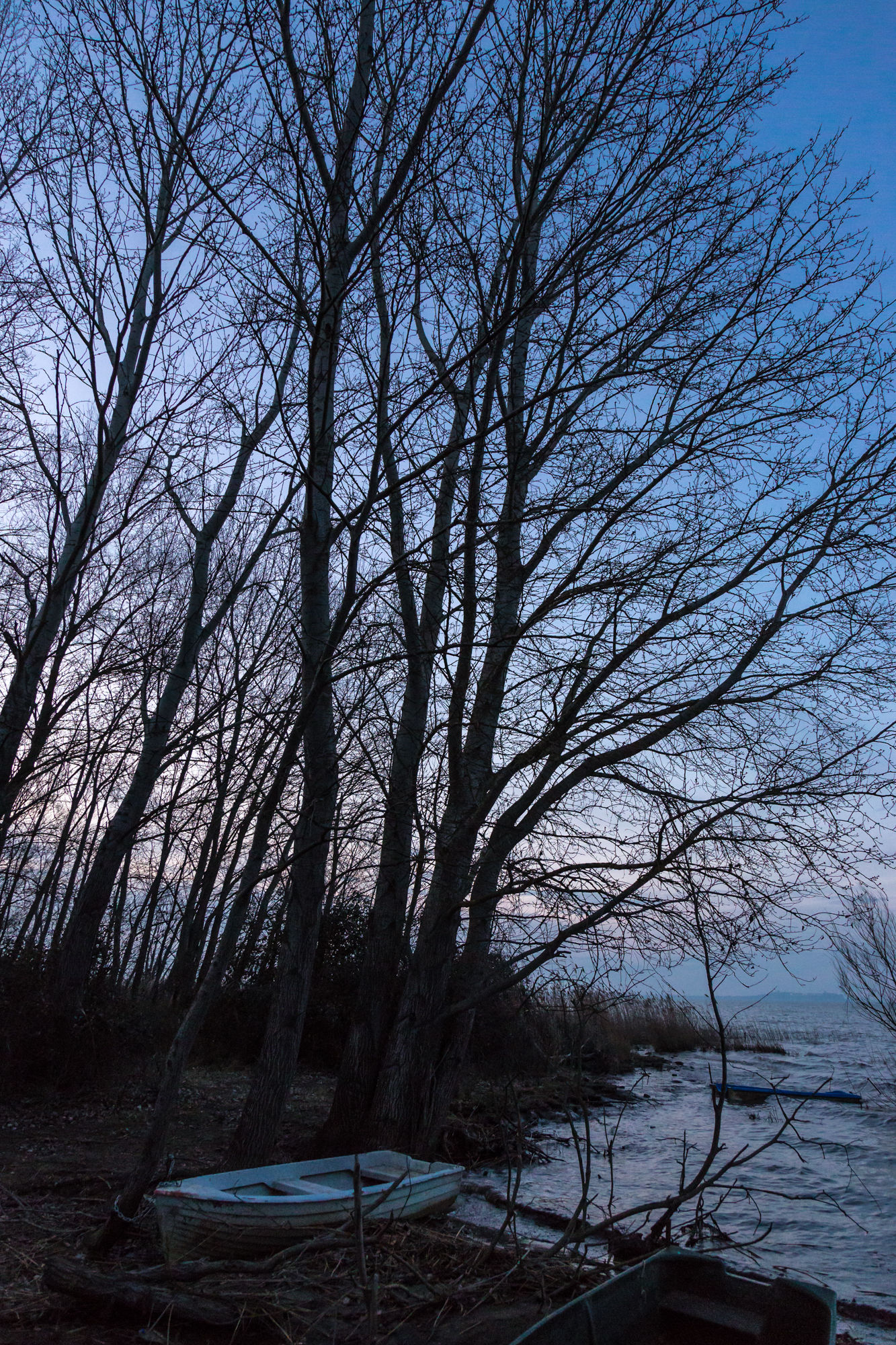 Little boat and trees