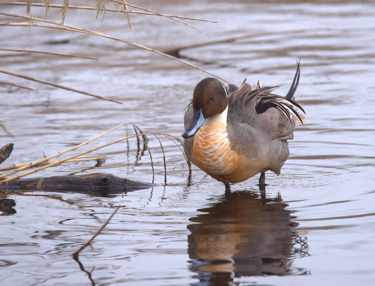 Pintail