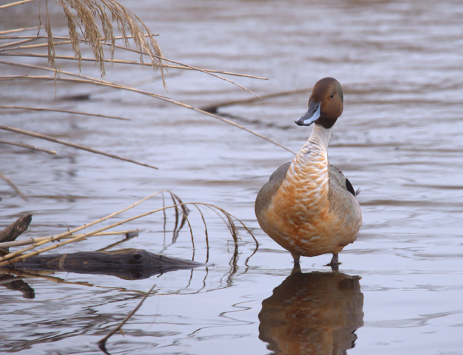 Pintail