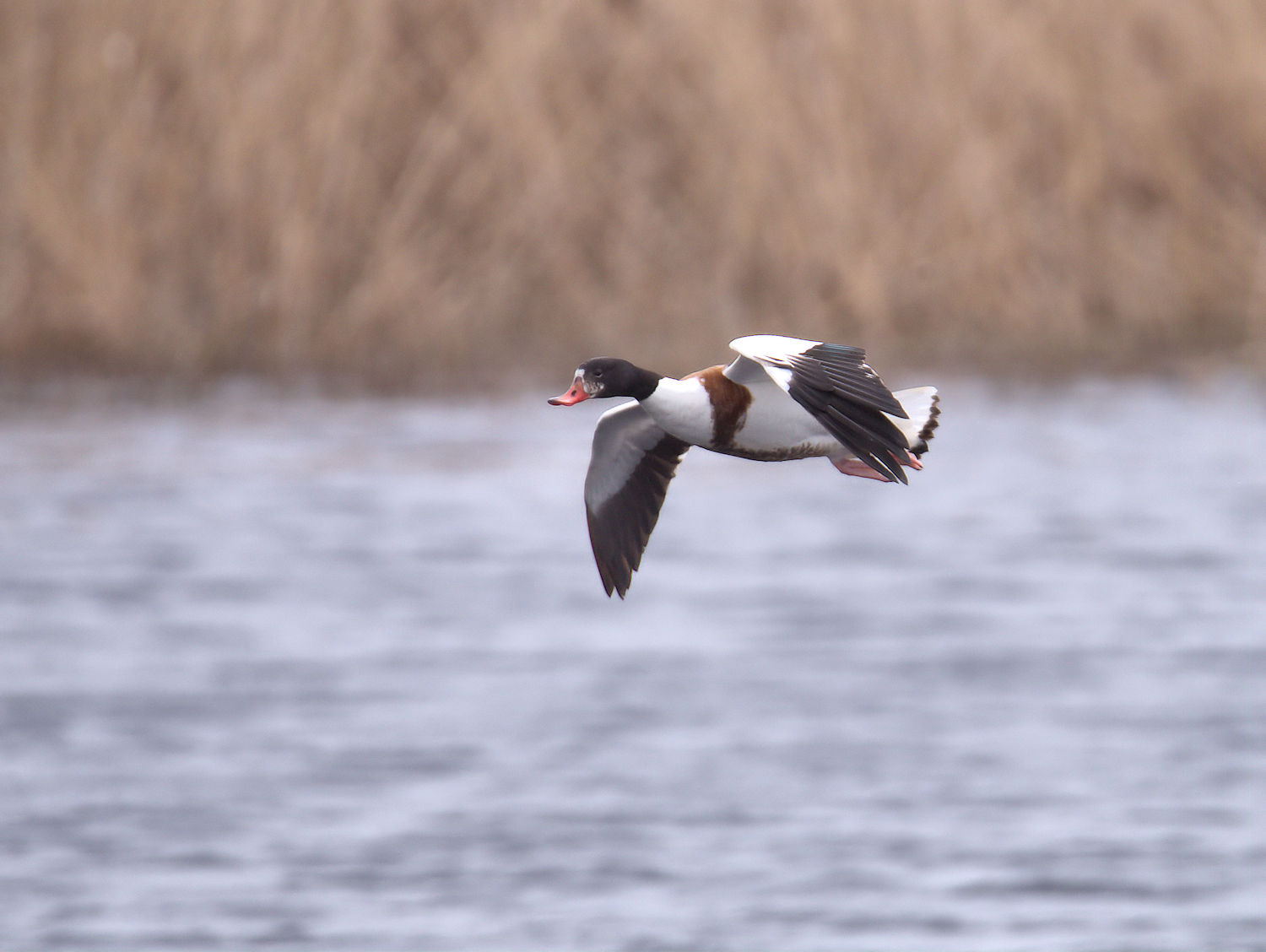 shelduck