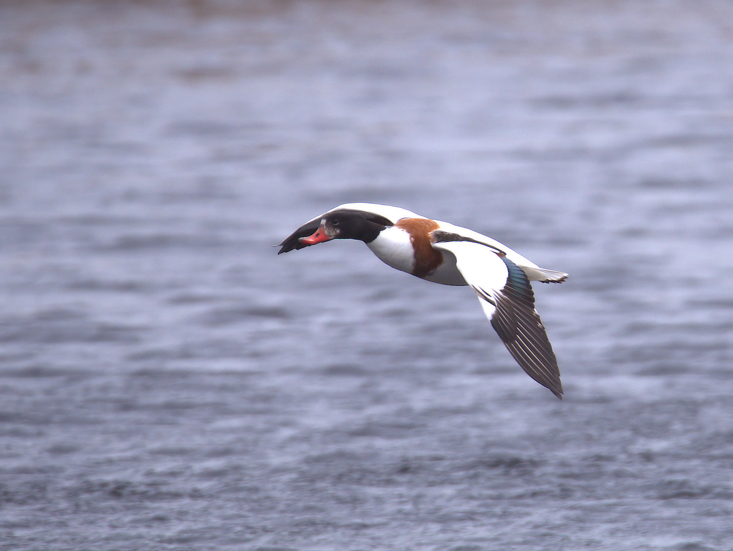 shelduck