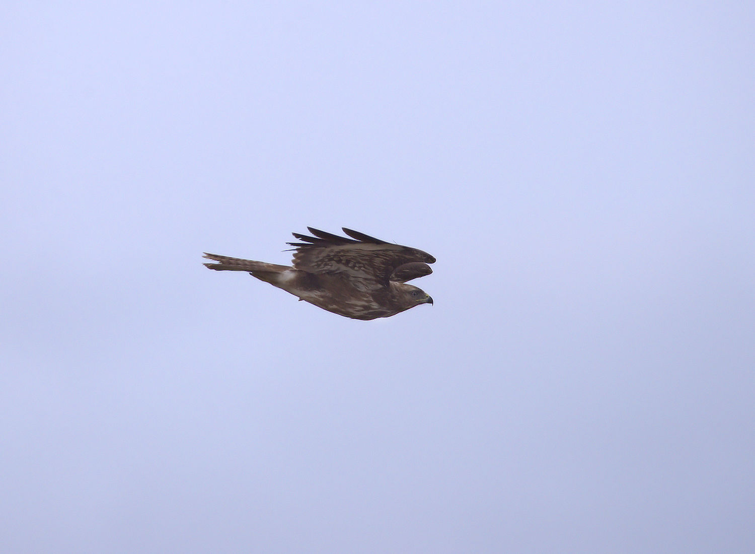 Buzzard