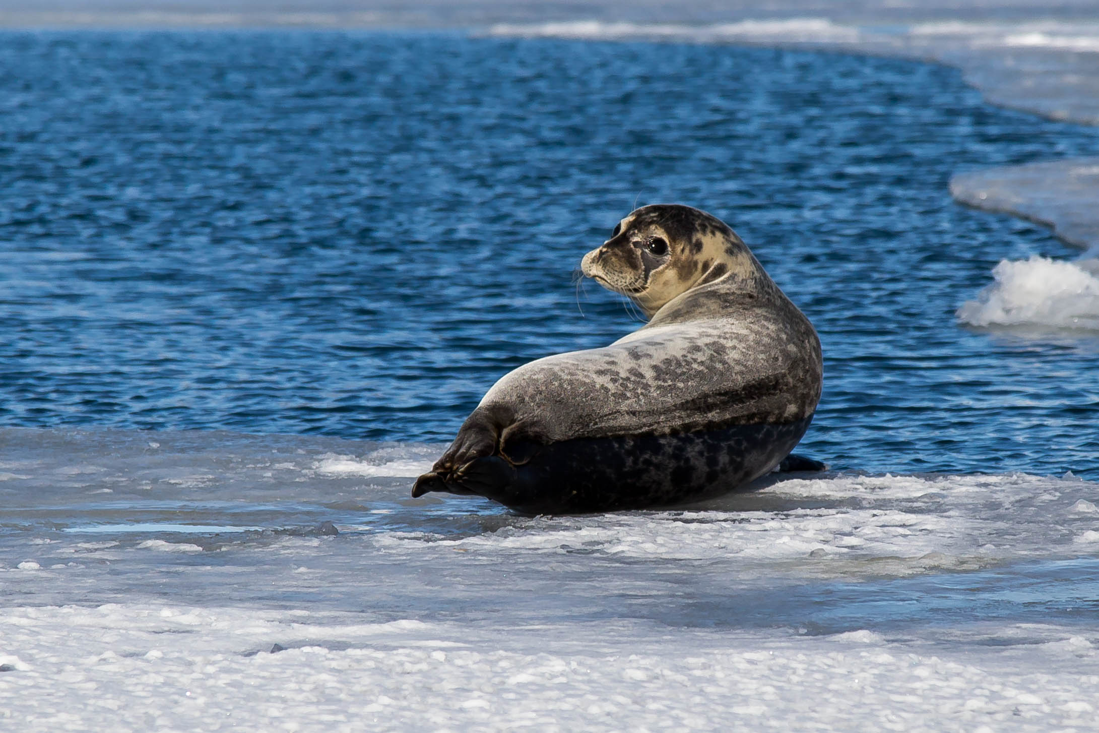 Seal in Jökulsárlón