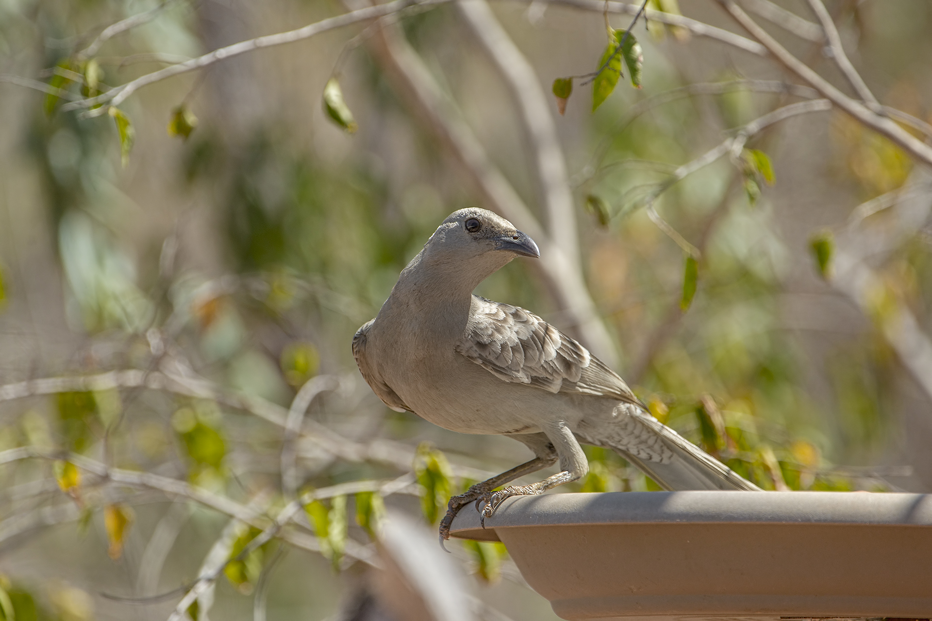 Ptilonorhyncus nuchalis (Uccello giardiniere maggiore)