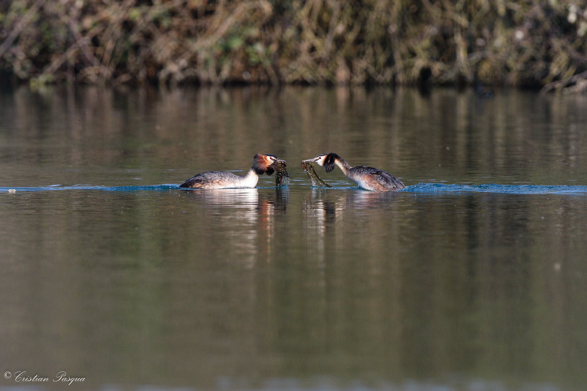 Great Grebes: the exchange of gifts