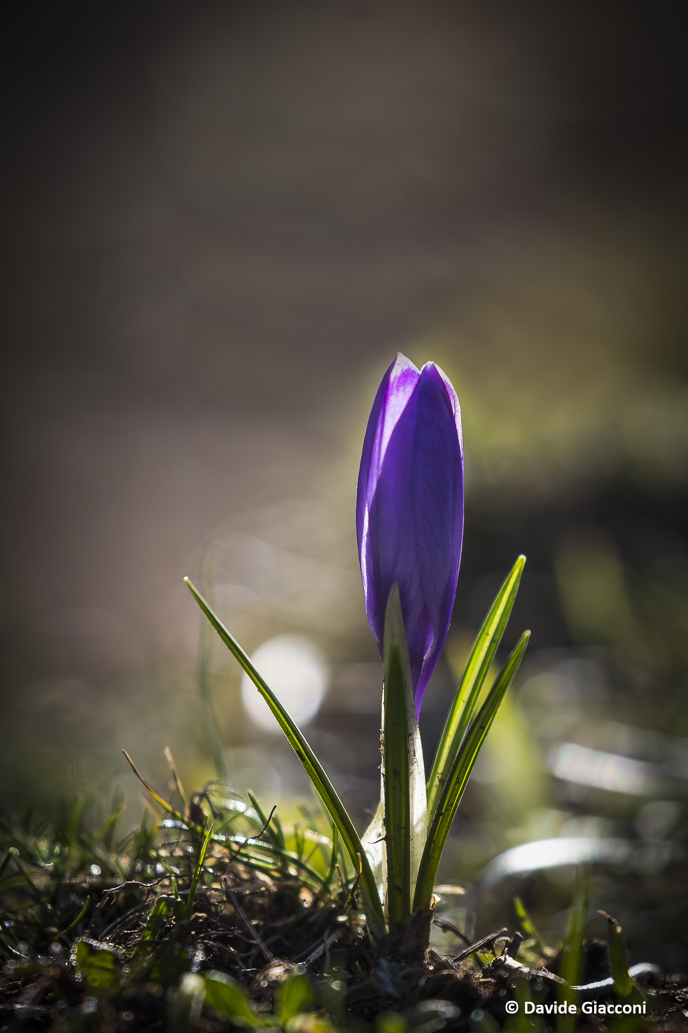 Un Crocus non fa primavera!