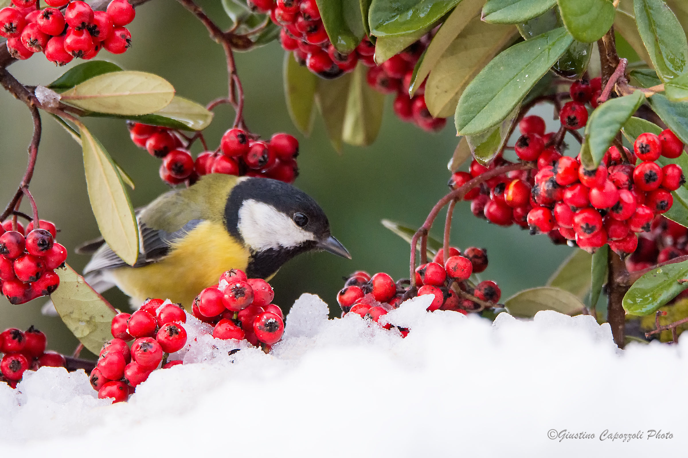 The Great Tit the snow and the piracanta