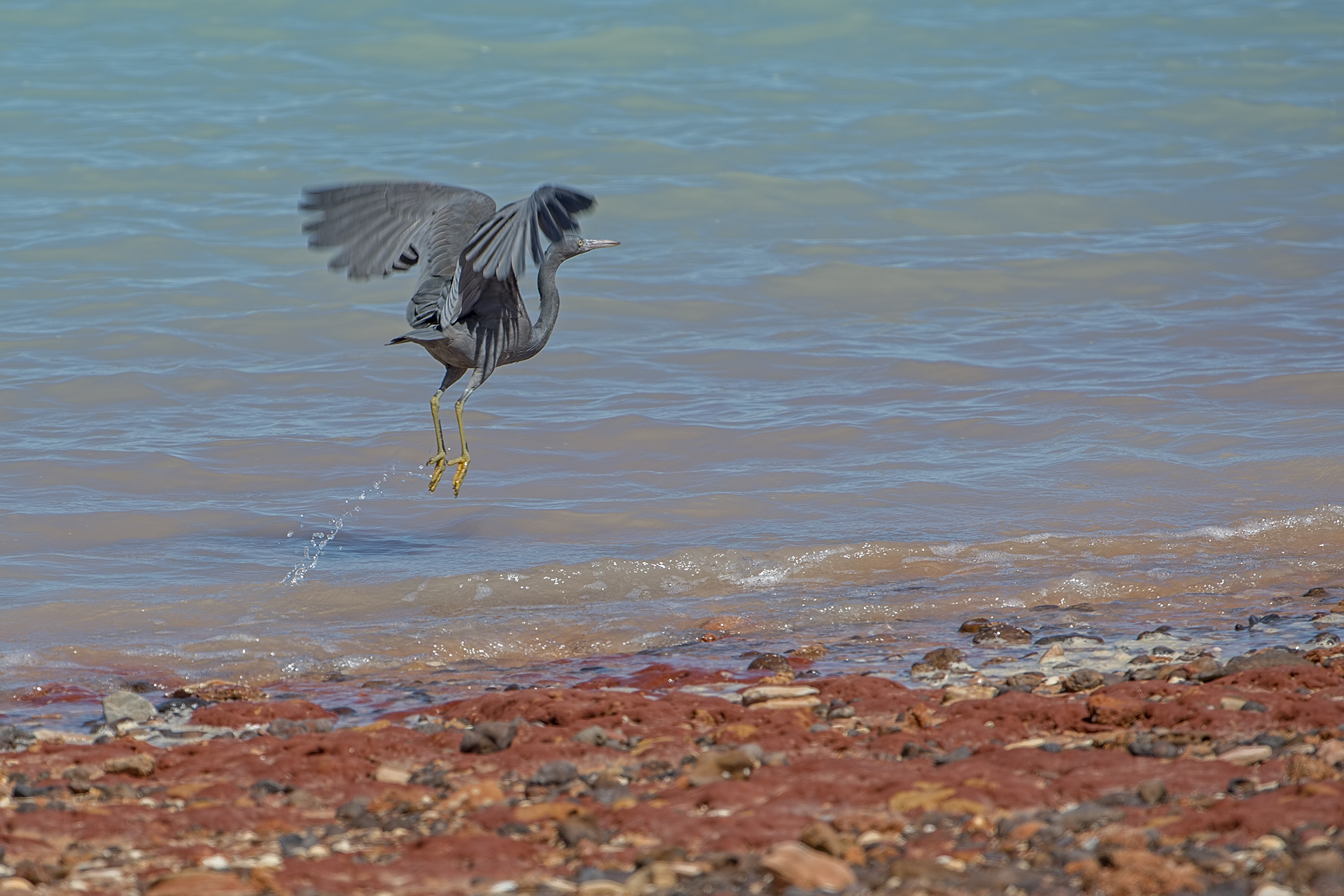 Egretta sacra (Garzetta del reef orientale)