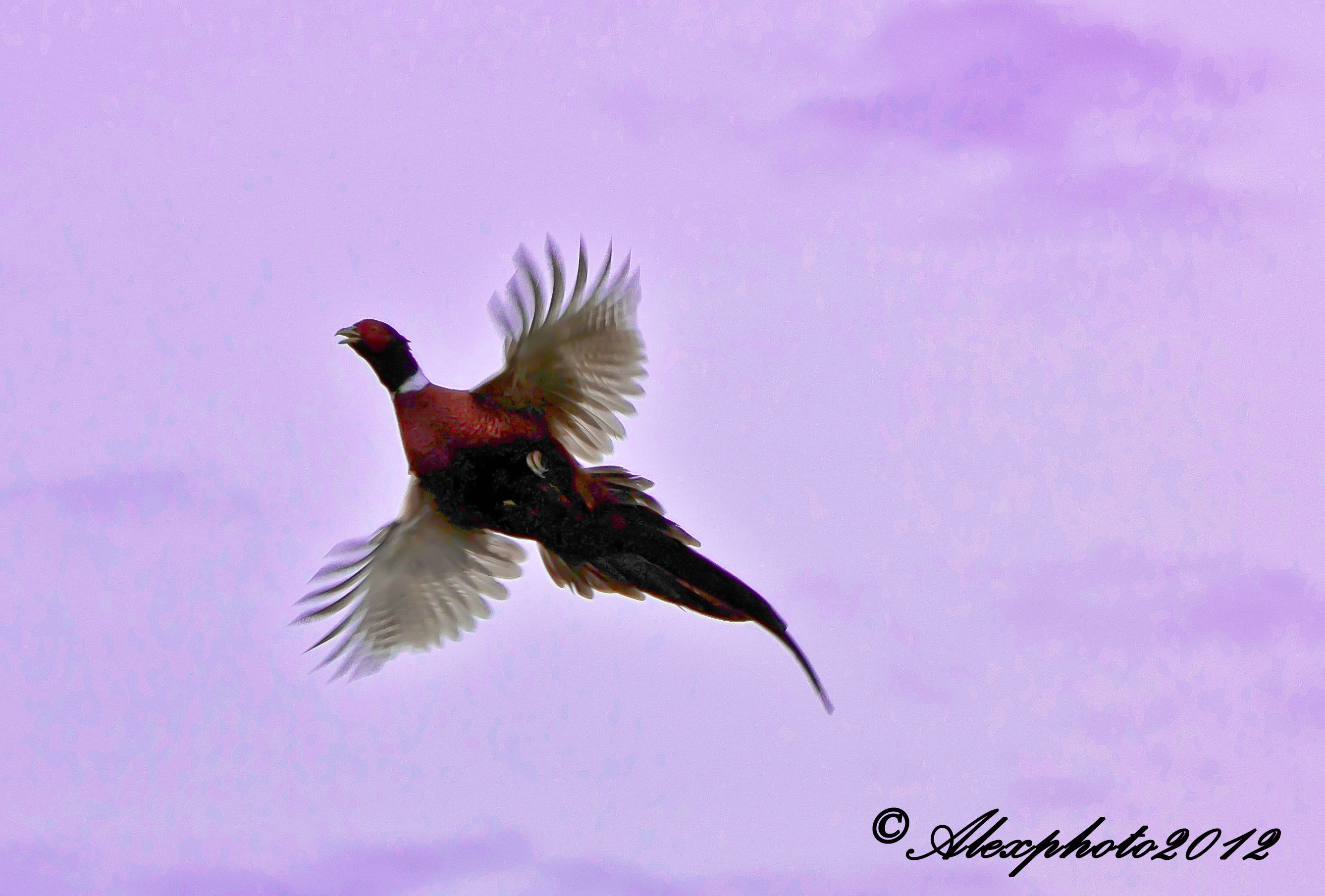 maschio di fagiano preso al volo