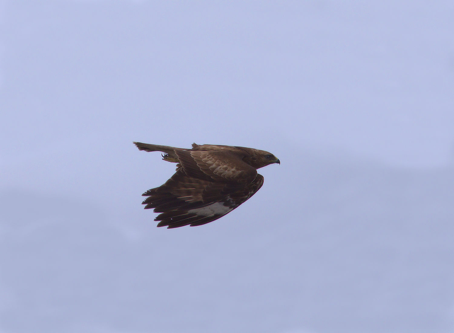 Buzzard