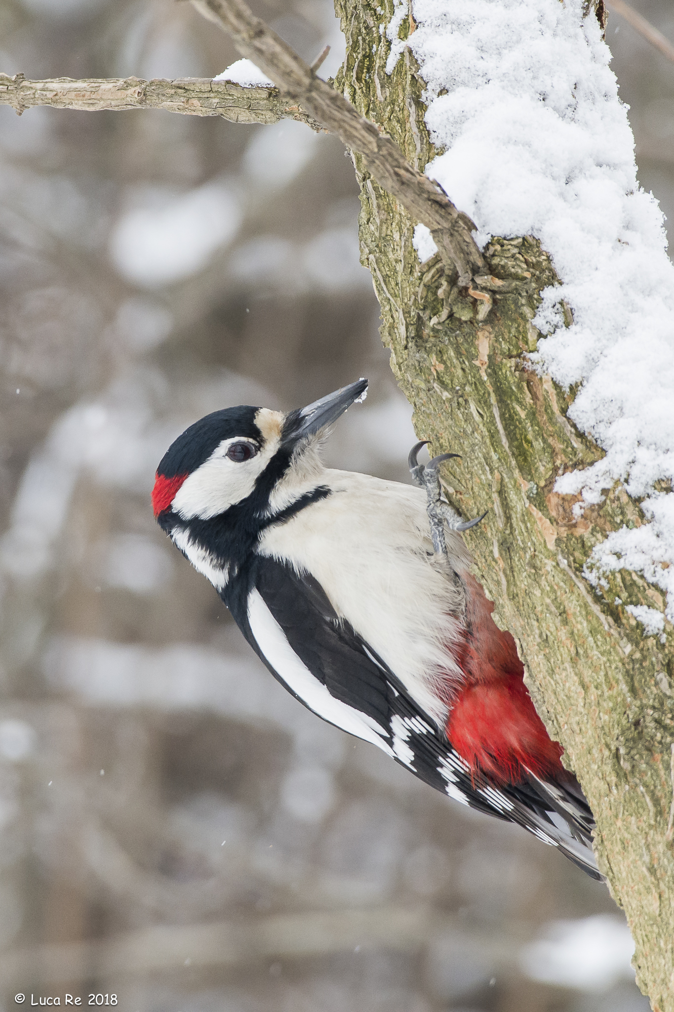 Great male woodpecker