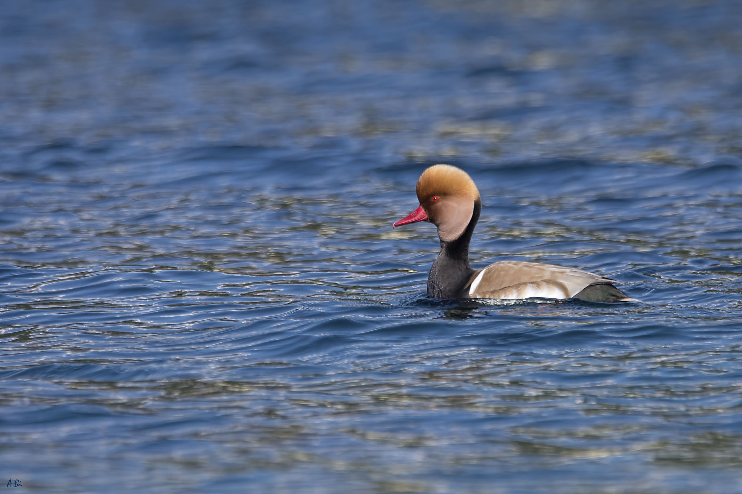 Red-crested pest