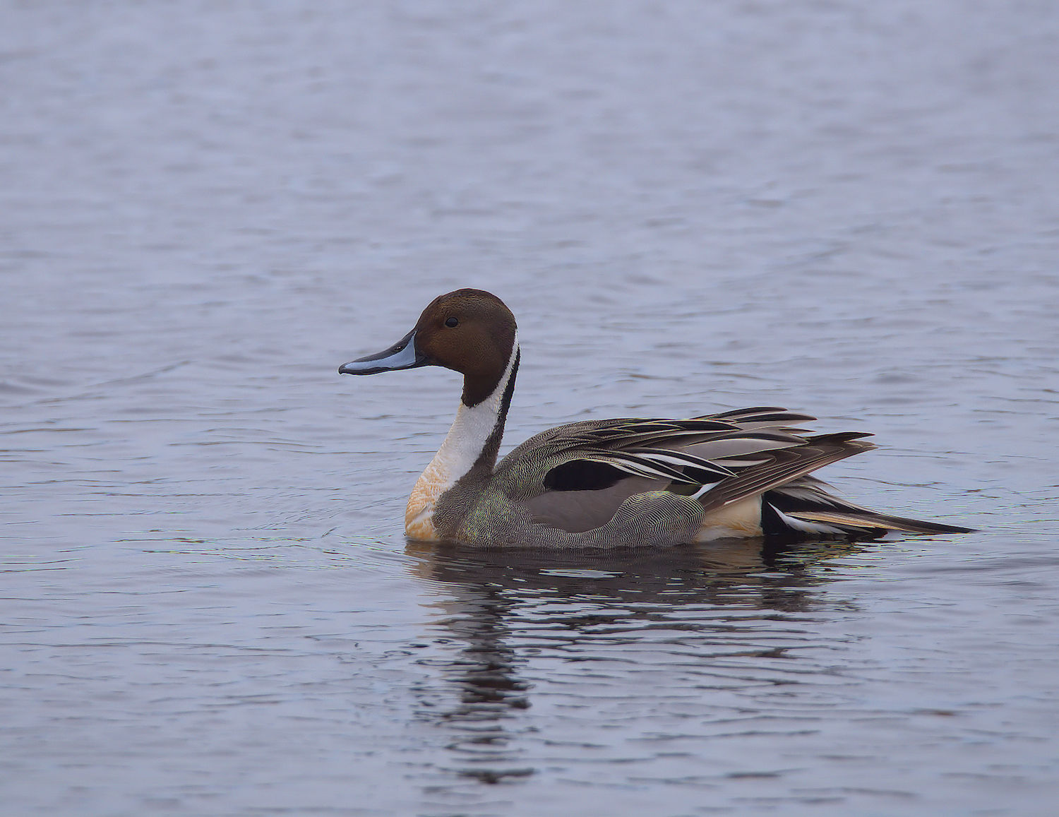 Pintail