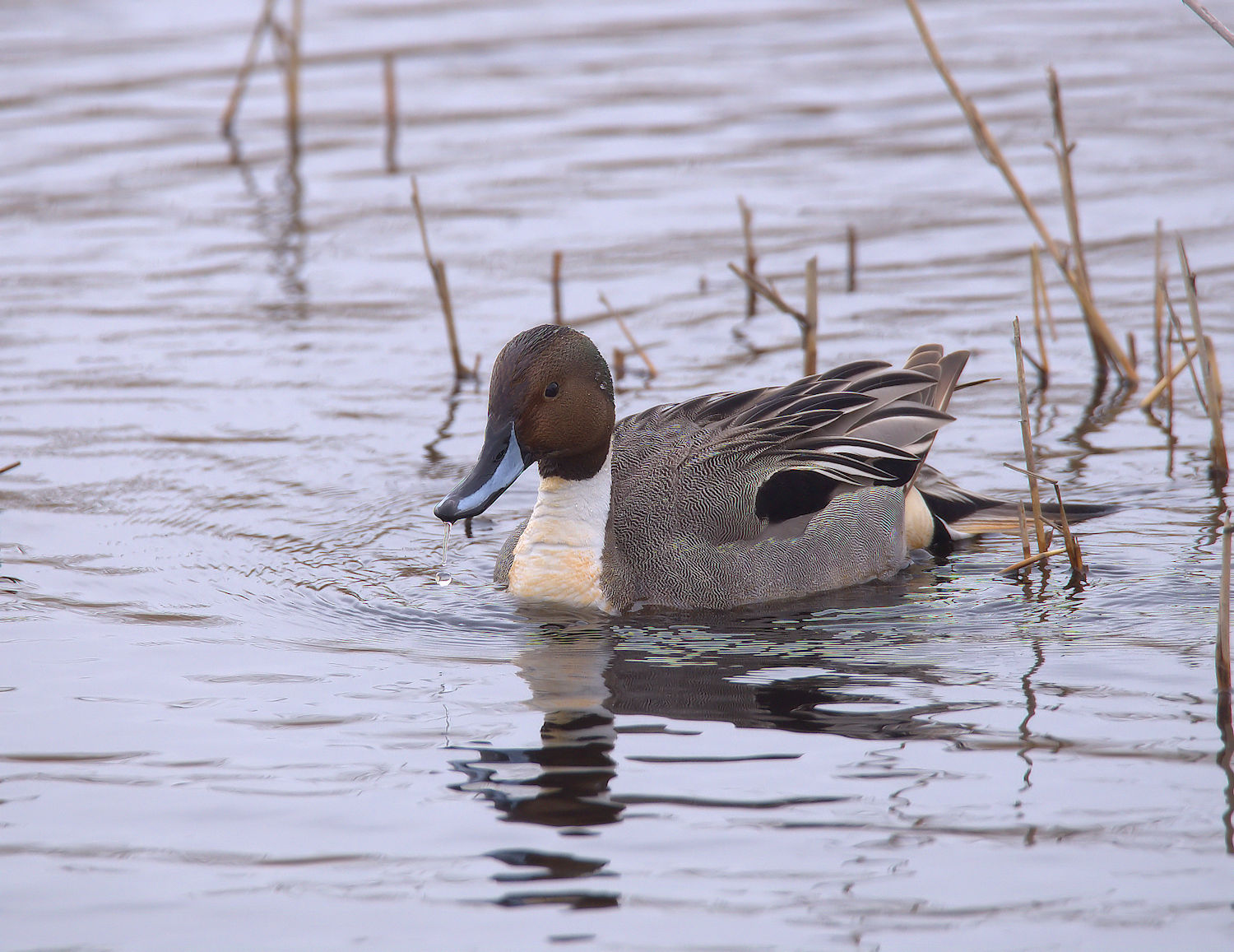Pintail