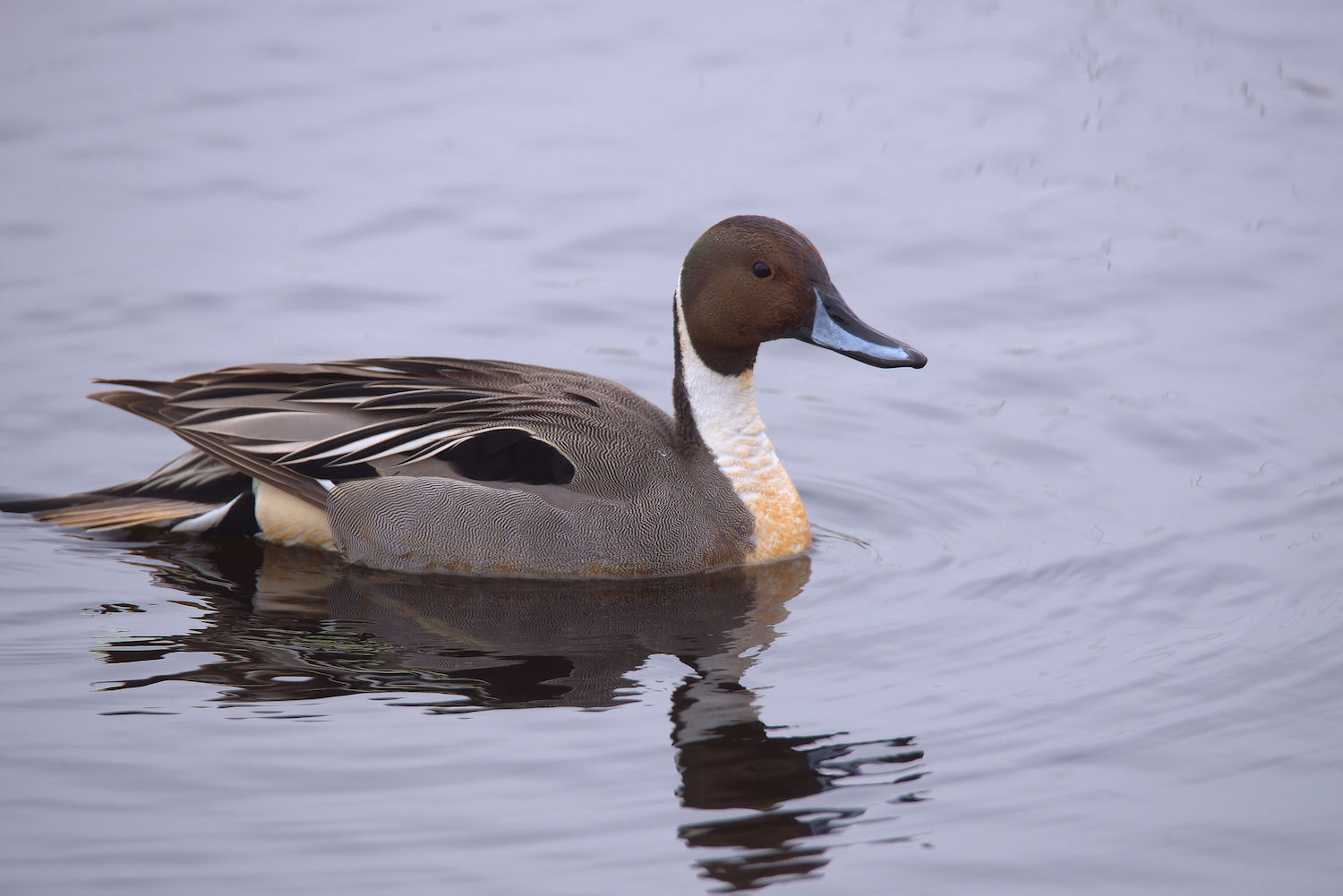 Pintail