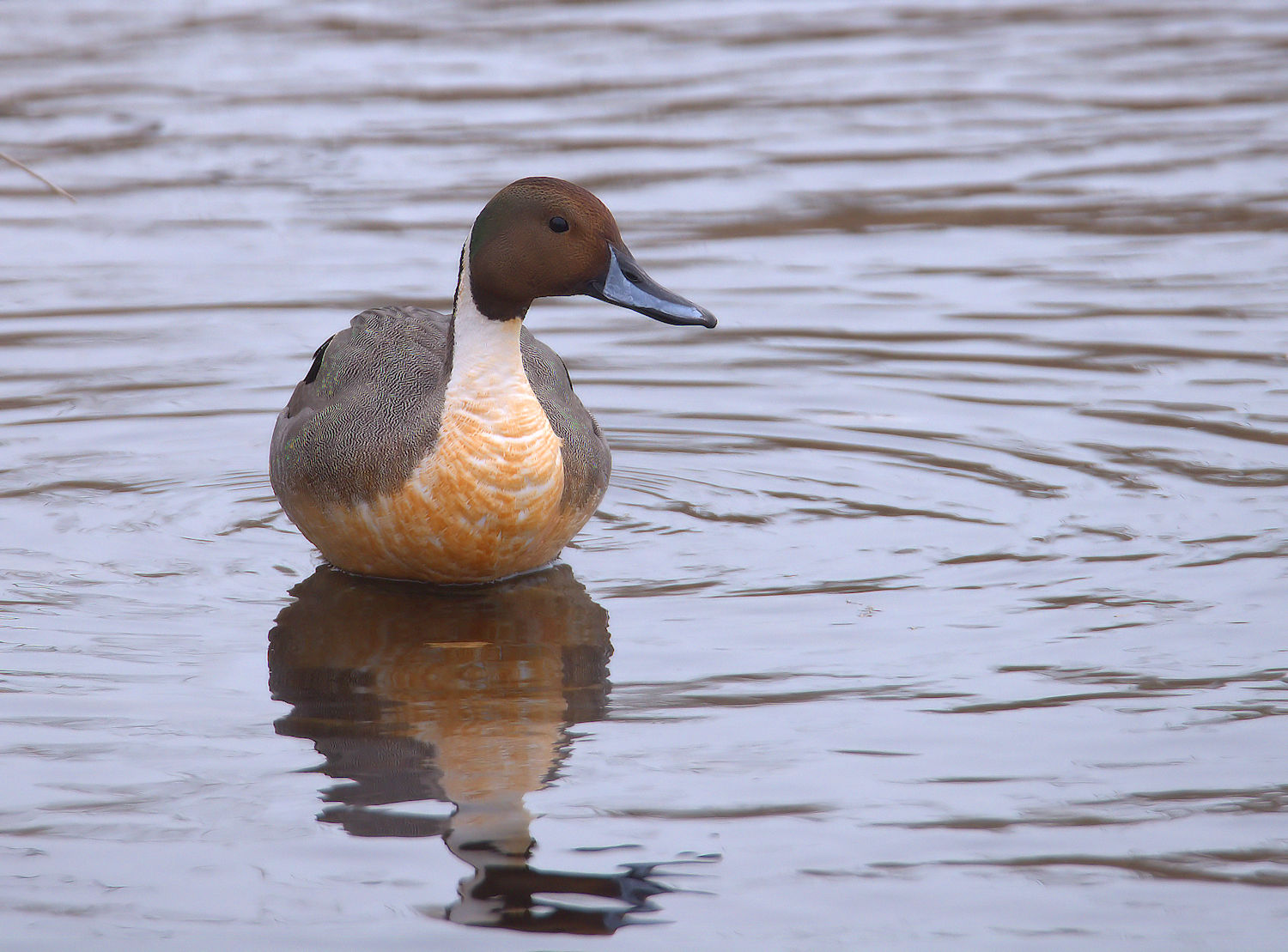 Pintail