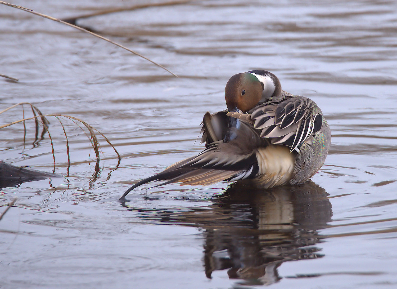 Pintail