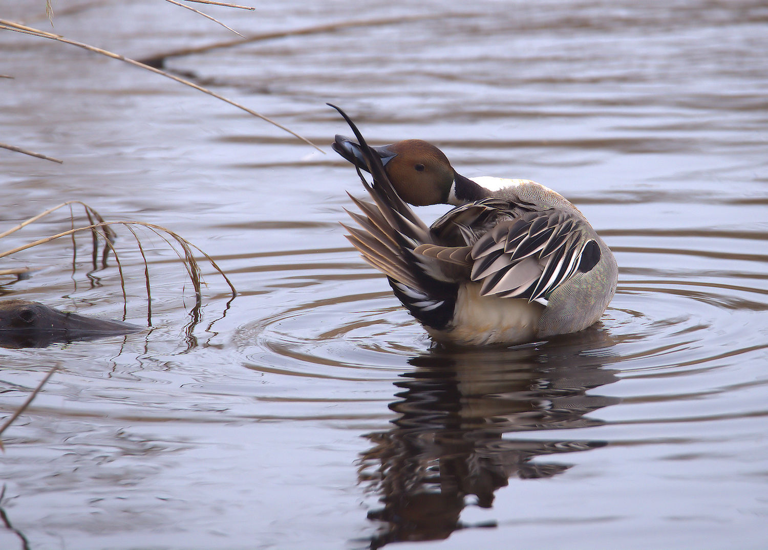 Pintail