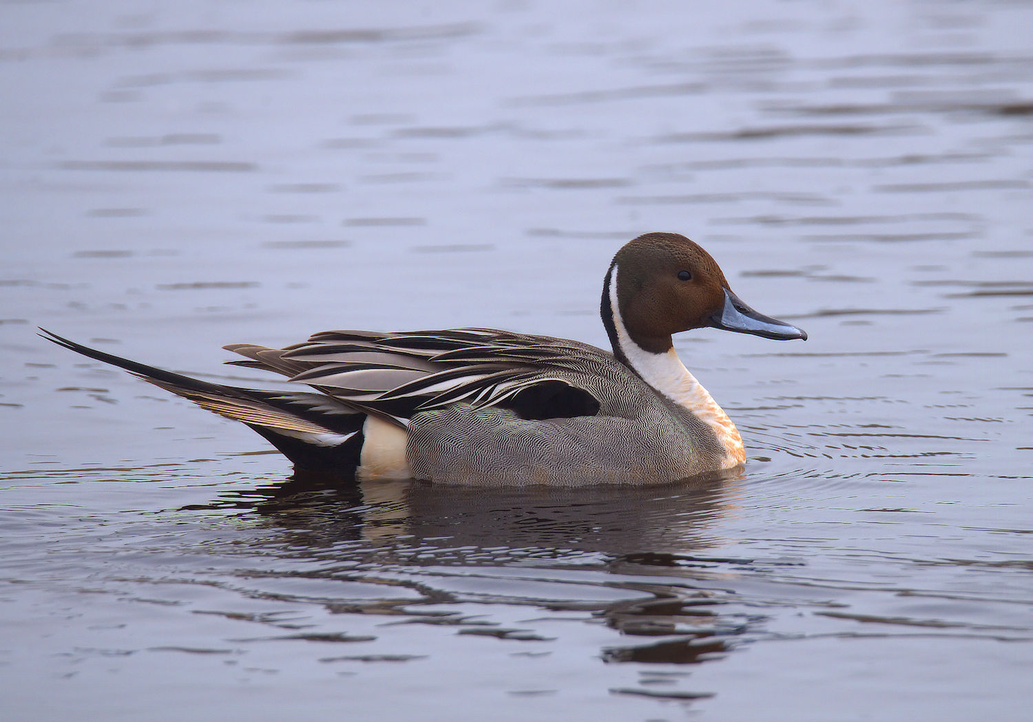 Pintail