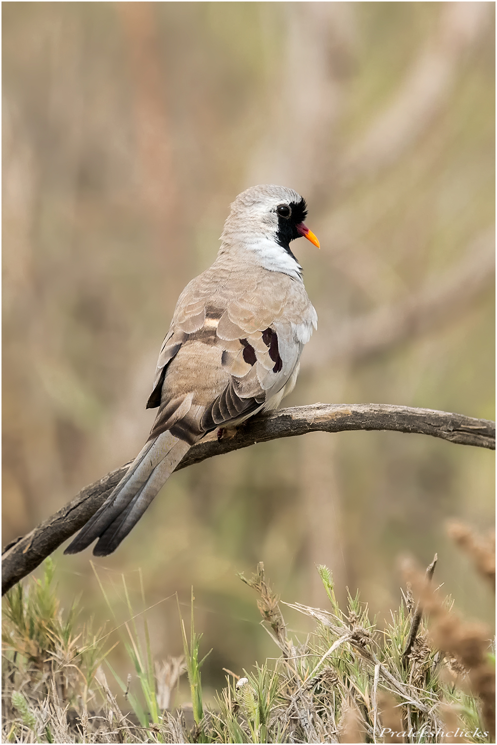 Namaqua Dove -Male