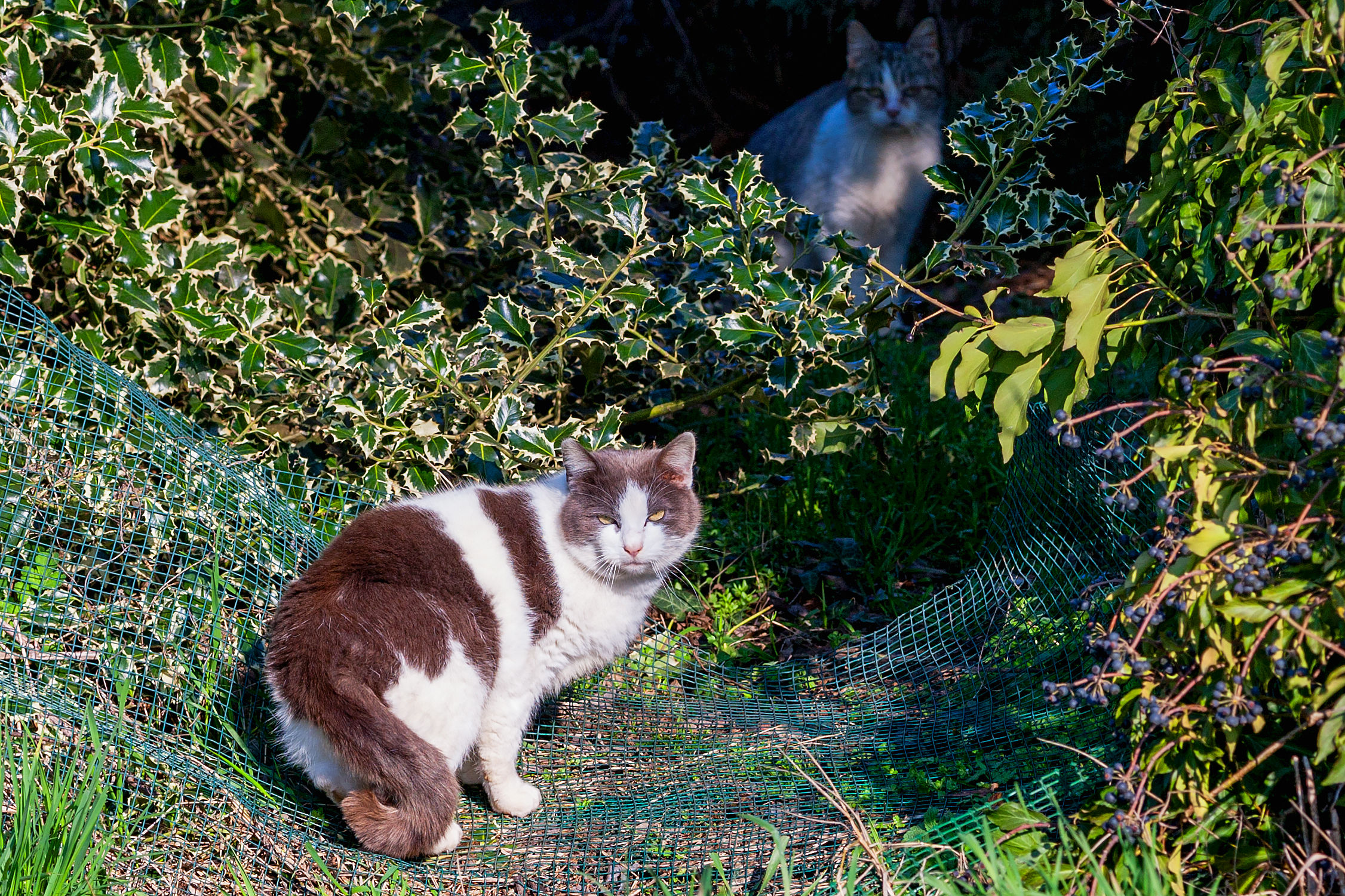 Occhio che siamo in due