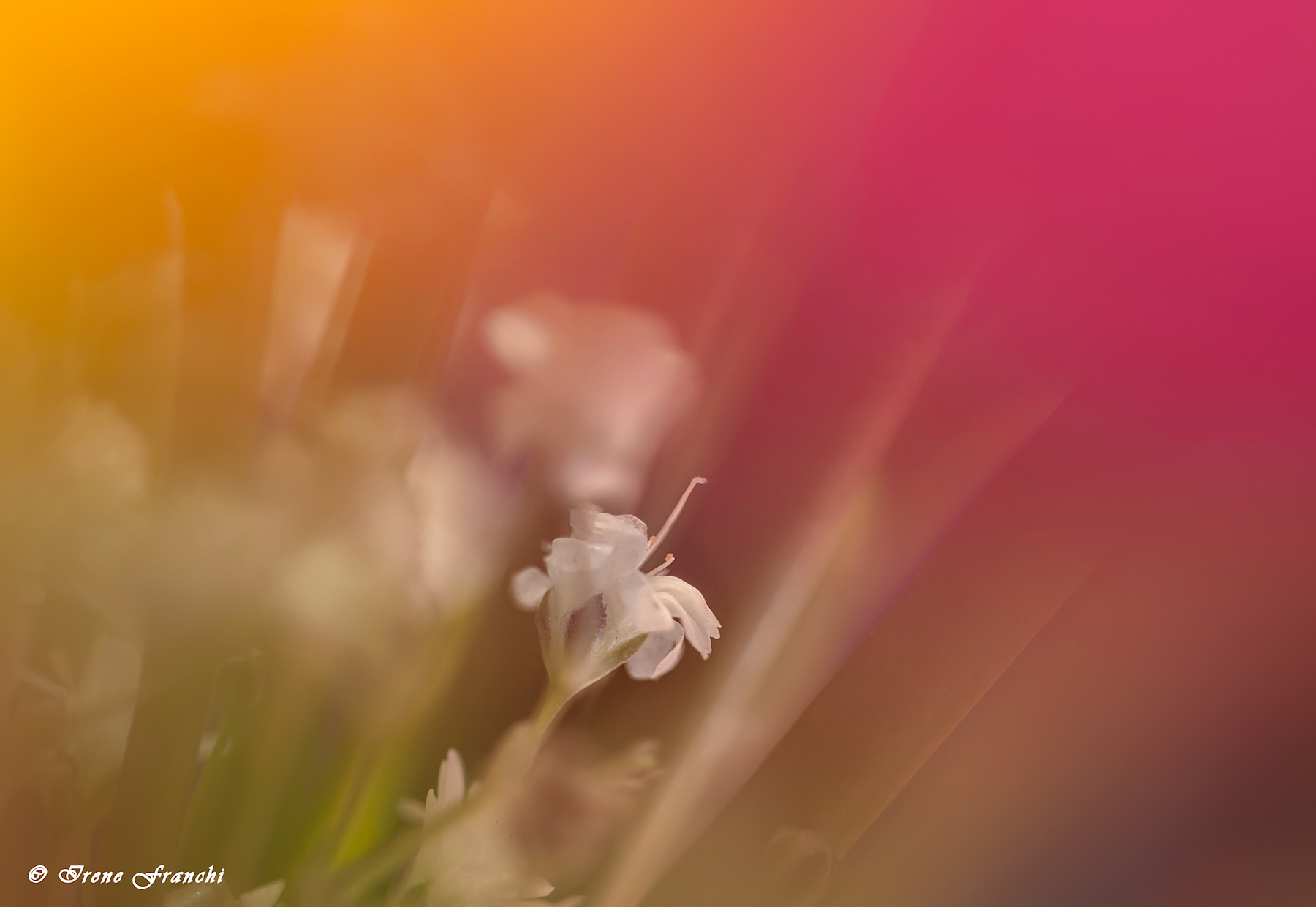 astrattismi floreali