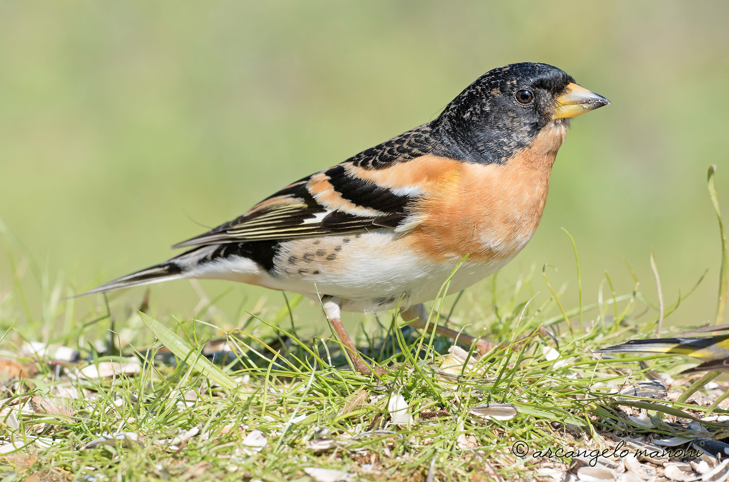 The male of the beak