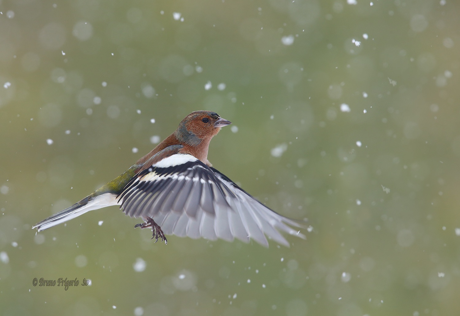 Angel flying chaffinch