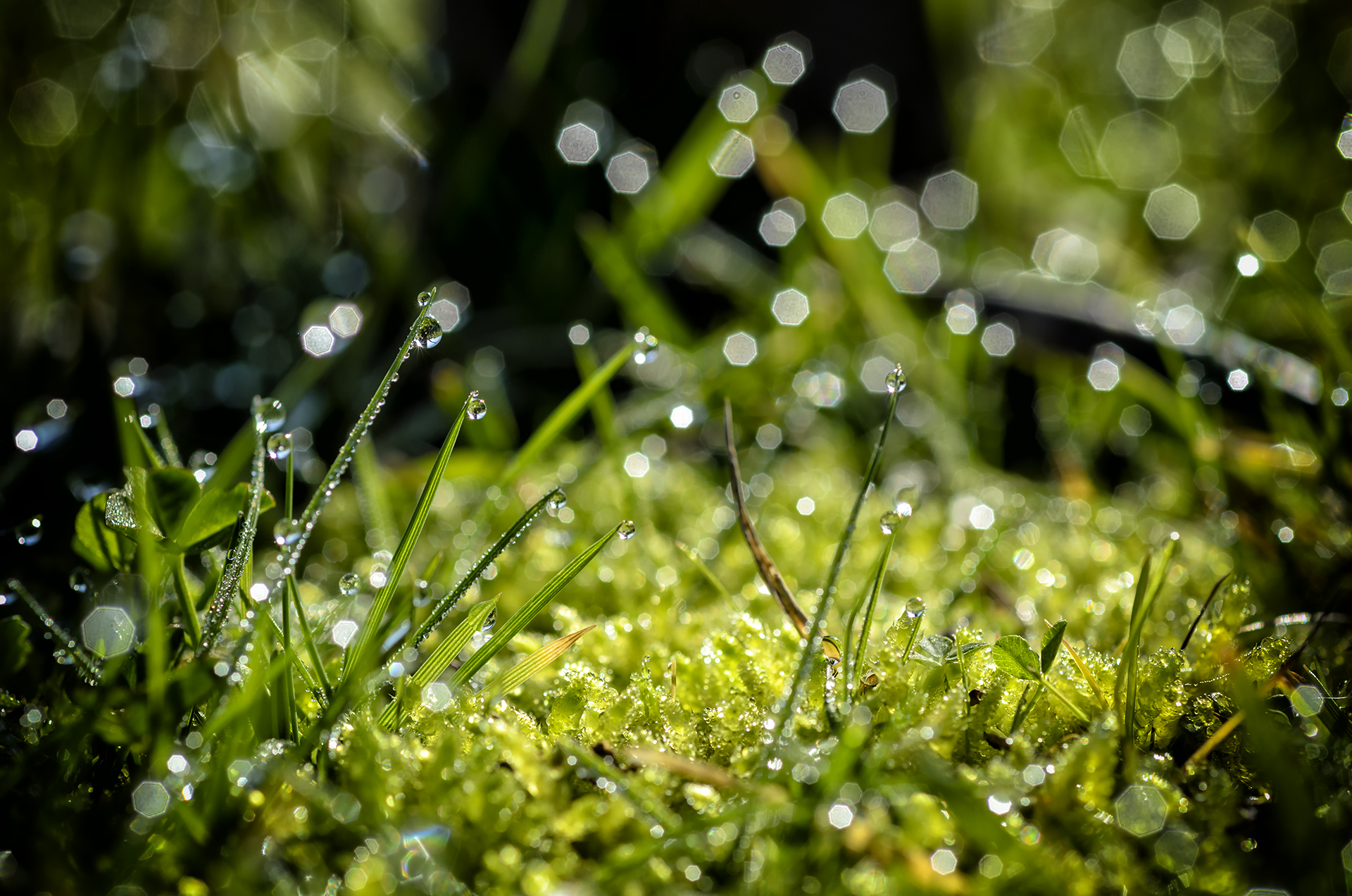 dew in the green